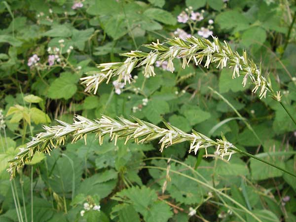 Elymus repens \ Kriechende Quecke, D Seeheim an der Bergstraße 28.6.2013