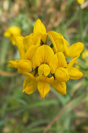 Lotus corniculatus \ Gewhnlicher Hornklee, D Schwarzwald, Kaltenbronn 20.7.2013