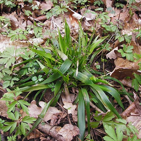 Luzula pilosa \ Behaarte Hainsimse, D Thüringen, Weimar 28.3.2014