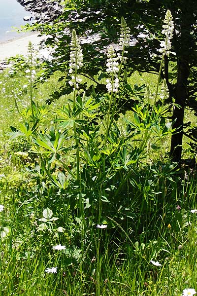 Lupinus polyphyllus \ Vielblttrige Lupine, D Zwiesel 9.6.2014