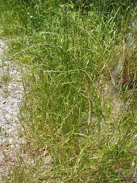 Lolium perenne / Perennial Rye-Grass, D Obernzell an der Donau 11.6.2014