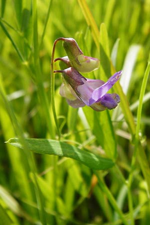 Lathyrus palustris \ Sumpf-Platterbse, D Gimbsheim 23.6.2014