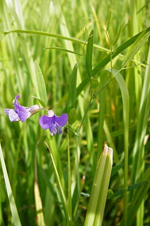 Lathyrus palustris \ Sumpf-Platterbse, D Gimbsheim 23.6.2014