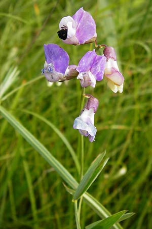 Lathyrus palustris \ Sumpf-Platterbse / Marsh Pea, D Gimbsheim 23.6.2014