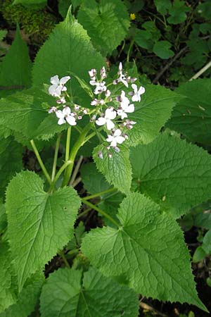 Lunaria rediviva / Perennial Honesty, D Donnersberg 3.5.2012