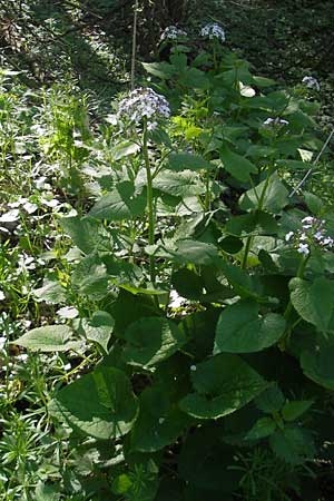 Lunaria rediviva \ Wildes Silberblatt, Wilde Mondviole / Perennial Honesty, D Donnersberg 3.5.2012