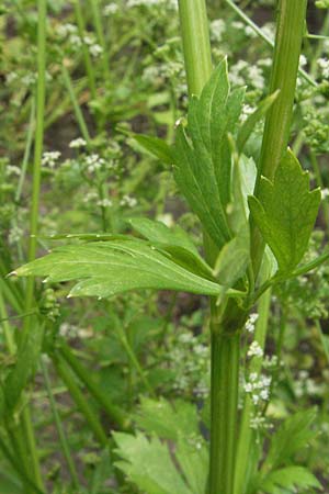 Levisticum officinale \ Liebstckel, Maggikraut, D Lorsch 1.7.2007