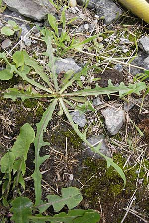 Scorzoneroides autumnalis / Autumn Hawkbit, Fall Dandelion, D Frankfurt-Bockenh 14.7.2012