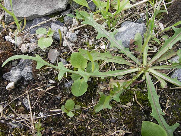 Scorzoneroides autumnalis / Autumn Hawkbit, Fall Dandelion, D Frankfurt-Bockenh 14.7.2012