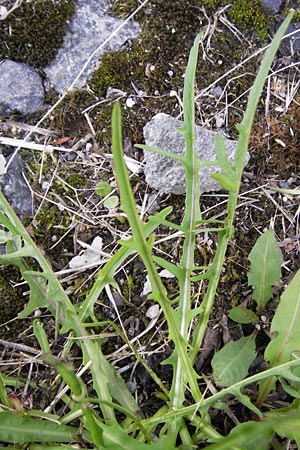 Scorzoneroides autumnalis \ Herbst-Schuppenlwenzahn / Autumn Hawkbit, Fall Dandelion, D Frankfurt-Bockenh 14.7.2012