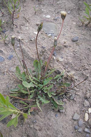 Leontodon saxatilis / Lesser Hawkbit, Hairy Hawkbit, D Heidelberg 21.7.2012