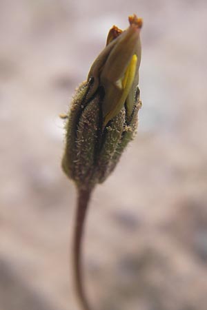 Leontodon saxatilis / Lesser Hawkbit, Hairy Hawkbit, D Heidelberg 21.7.2012