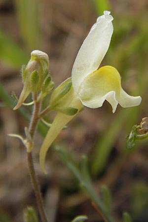 Linaria supina \ Niedriges Leinkraut / Prostrate Toadflax, D Kehl 28.7.2012