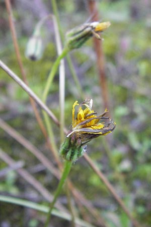 Leontodon saxatilis \ Nickender Lwenzahn / Lesser Hawkbit, Hairy Hawkbit, D Heidelberg 31.7.2012