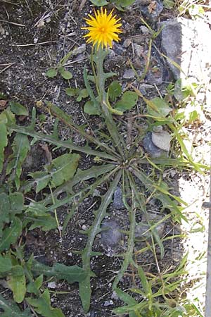 Scorzoneroides autumnalis / Autumn Hawkbit, Fall Dandelion, D Frankfurt-Bockenh 1.8.2012