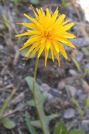 Scorzoneroides autumnalis \ Herbst-Schuppenlwenzahn / Autumn Hawkbit, Fall Dandelion, D Frankfurt-Bockenh 1.8.2012