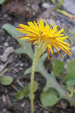 Scorzoneroides autumnalis \ Herbst-Schuppenlwenzahn / Autumn Hawkbit, Fall Dandelion, D Frankfurt-Bockenh 1.8.2012