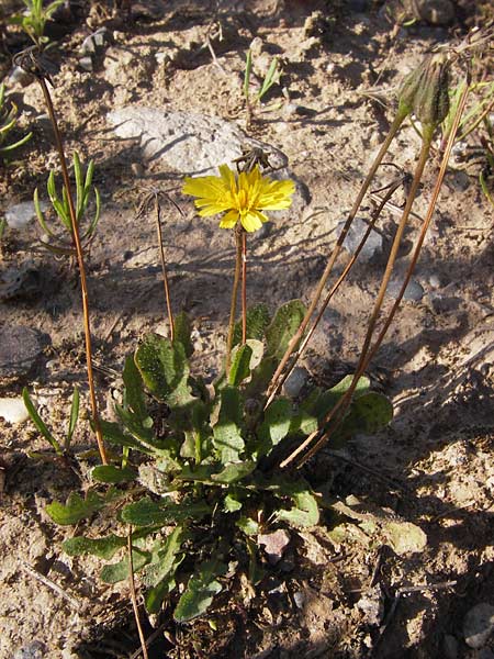 Leontodon saxatilis / Lesser Hawkbit, Hairy Hawkbit, D Heidelberg 3.8.2012