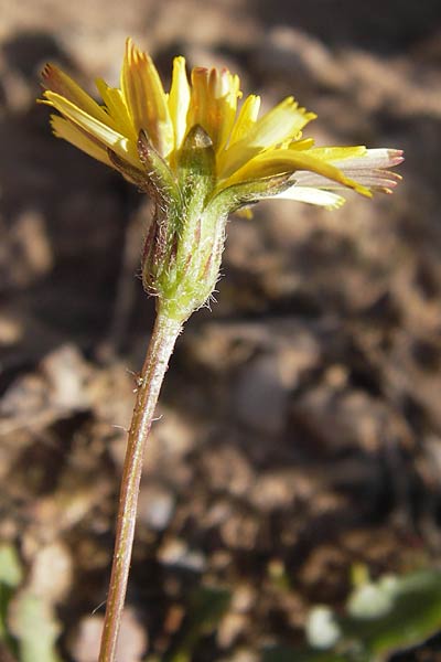 Leontodon saxatilis / Lesser Hawkbit, Hairy Hawkbit, D Heidelberg 3.8.2012