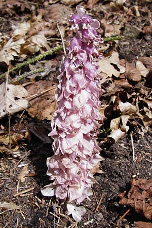 Lathraea squamaria / Toothwort, D Obernzell an der Donau 30.3.2014