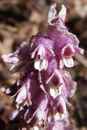 Lathraea squamaria / Toothwort, D Obernzell an der Donau 30.3.2014