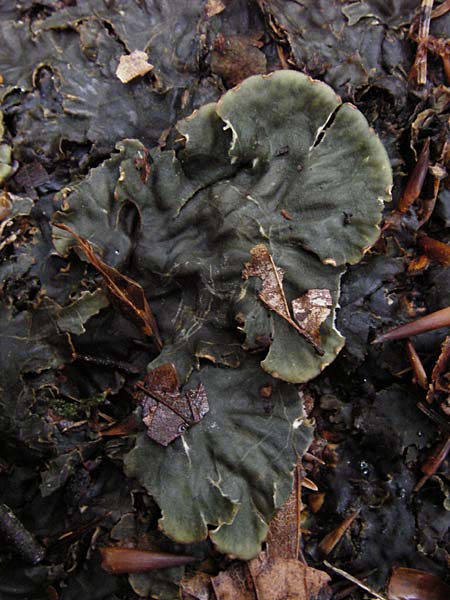 Lobaria scrobiculata ? \ Blaugraue Lungenflechte / Textured Lungwort, D Fridingen 8.7.2014