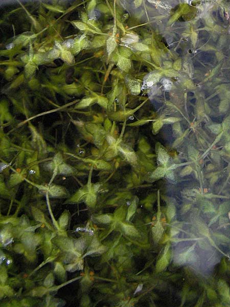 Lemna trisulca \ Dreifurchige Wasserlinse / Ivy-Leaved Duckweed, D Hemsbach 9.7.2007