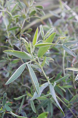 Lathyrus pratensis / Meadow Vetchling, D Groß-Umstadt 22.9.2012