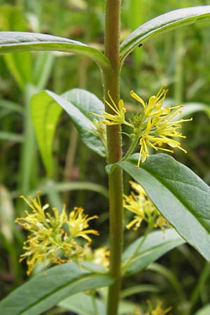 Lysimachia thyrsiflora / Tufted Loosestrife, D Ochsenbach 22.6.2013