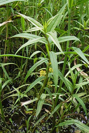 Lysimachia thyrsiflora \ Straubltiger Gilb-Weiderich / Tufted Loosestrife, D Ochsenbach 22.6.2013