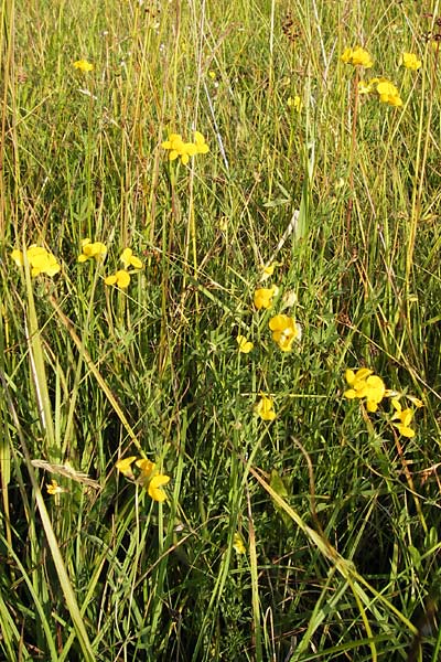 Lotus tenuis \ Schmalblttriger Hornklee, Salz-Hornklee / Narrow-Leaf Bird's-Foot Trefoil, D Offenbach am Main 2.7.2013