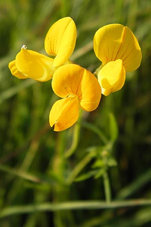 Lotus tenuis \ Schmalblttriger Hornklee, Salz-Hornklee / Narrow-Leaf Bird's-Foot Trefoil, D Offenbach am Main 2.7.2013