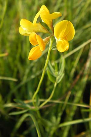 Lotus tenuis \ Schmalblttriger Hornklee, Salz-Hornklee / Narrow-Leaf Bird's-Foot Trefoil, D Offenbach am Main 2.7.2013