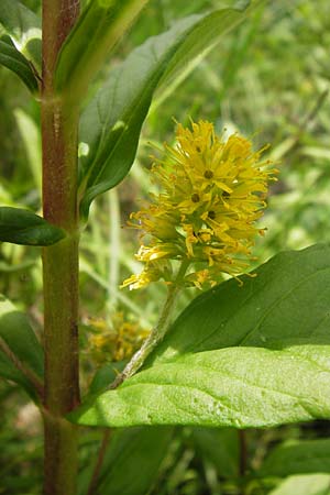 Lysimachia thyrsiflora / Tufted Loosestrife, D Rhön, Schwarzes Moor 6.7.2013