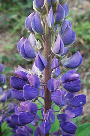 Lupinus polyphyllus \ Vielblttrige Lupine, D Schwarzwald, Freiburg 28.4.2007