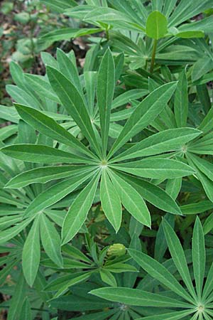 Lupinus polyphyllus \ Vielblttrige Lupine / Garden Lupin, D Schwarzwald/Black-Forest, Freiburg 28.4.2007