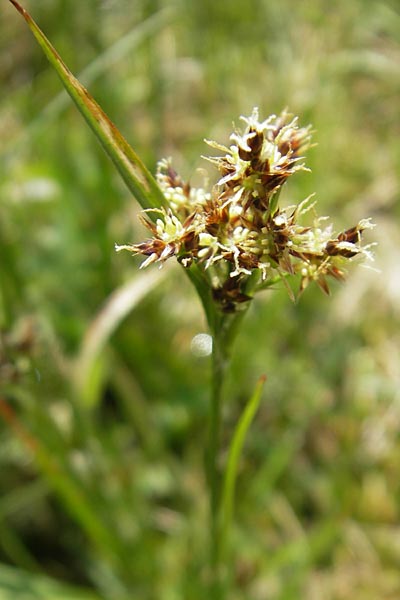 Luzula campestris \ Feld-Hainsimse, Hasenbrot / Field Wood-Rush, D Kempten 22.5.2009