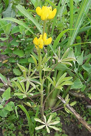 Lupinus luteus \ Gelbe Lupine / Yellow European Lupin, D Weinheim an der Bergstraße 13.7.2009