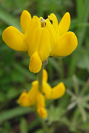 Lupinus luteus \ Gelbe Lupine / Yellow European Lupin, D Weinheim an der Bergstraße 13.7.2009