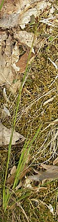 Luzula multiflora \ Vielbltige Hainsimse / Heath Wood-Rush, D Rheinhessen, Wendelsheim 29.4.2010