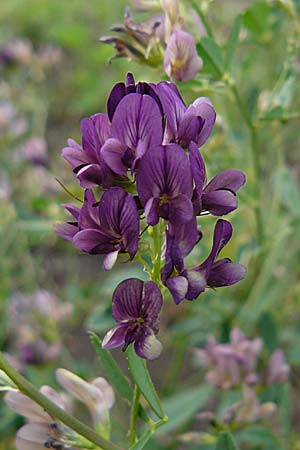 Medicago x varia \ Bastard-Luzerne / Sand Lucerne, D Mannheim 18.9.2008