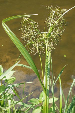 Scirpus sylvaticus \ Wald-Simse, Wald-Binse, D Idar-Oberstein 3.6.2011