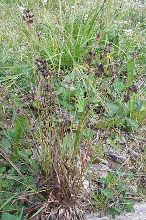 Luzula alpina / Alpine Wood-Rush, D Immenstadt 21.6.2011