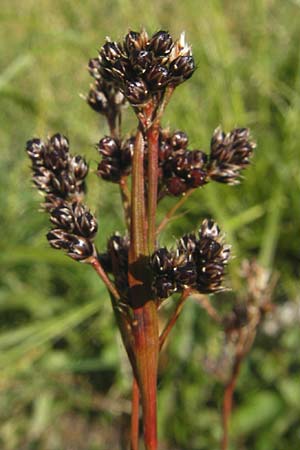 Luzula alpina / Alpine Wood-Rush, D Immenstadt 21.6.2011