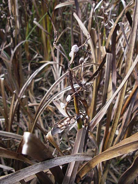 Scirpus sylvaticus / Wood Club-Rush, D Bad Nauheim 19.9.2012