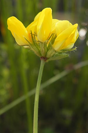 Lotus pedunculatus \ Sumpf-Hornklee / Greater Bird's-Foot Trefoil, D Hassloch 11.7.2013