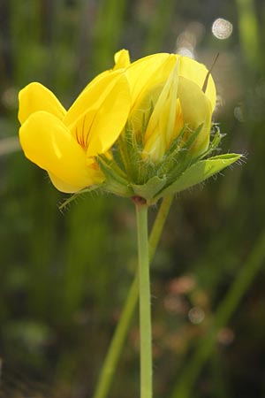 Lotus pedunculatus \ Sumpf-Hornklee / Greater Bird's-Foot Trefoil, D Hassloch 11.7.2013