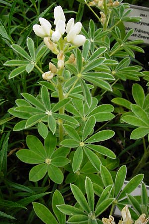 Lupinus albus subsp. albus \ Weie Lupine / White Lupin, D Eichstätt 17.6.2014