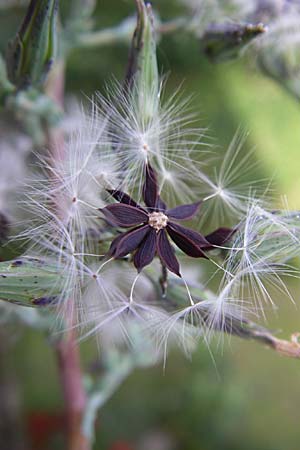 Lactuca virosa \ Gift-Lattich, D Kellenbach 7.7.2008