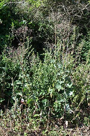 Lactuca virosa \ Gift-Lattich / Great Lettuce, D Kellenbach 7.7.2008